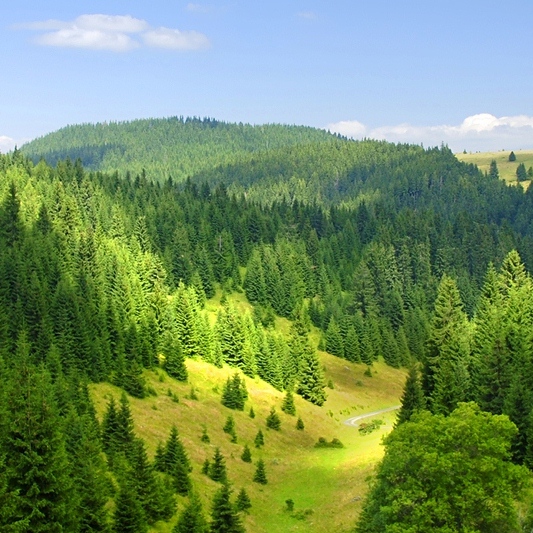 Green Forest